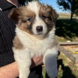 Hazel - Blue female Pembroke Welsh Corgi puppy in Paxton, Illinois from McGovern Family Corgis