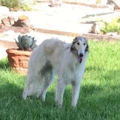 Anya - Borzoi