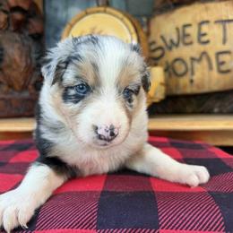Buck - Blue merle male Australian Shepherd puppy in Boise, Idaho from Black Canyon Corral Aussies