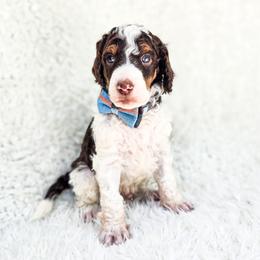 Olympus - Parti male Poodle puppy in Gaylord, Michigan from Dog Mom Co. Poodles