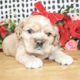 Darla - Buff female Cocker Spaniel puppy in Rattan, Oklahoma from Double M Cocker Spaniels