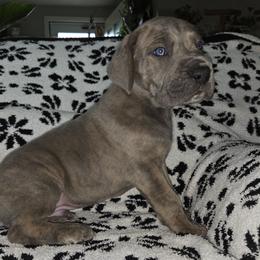 Brisket - Brindle male Great Dane puppy in Albany, Oregon from Red Cloud Australian Shepherds and DeGray Great Danes & Bulldogs