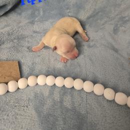 Boy 2 - male Havanese puppy in Trinity, Alabama from Tooties Cuties Havanese