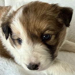 MOCHA - Sable male Border Collie puppy in Conroe, Texas from Aloha Border Collies