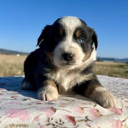 Zenyatta - Black tri female Miniature Australian Shepherd puppy in Beaver, Utah from Renegade Point Stock Dogs