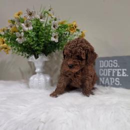 Yoda (AKC) - Red  male Poodle puppy in Rainbow City, Alabama from Spinks Poodles