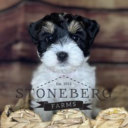 Miniature Schnauzer Puppies from Stoneberg Farms Schnauzers