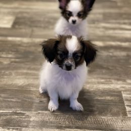 Papillon Puppies from Champagne Posh Papillons