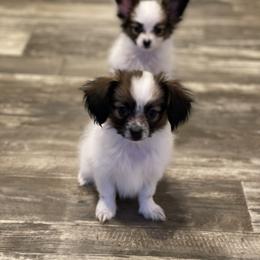Papillon Puppies from Champagne Posh Papillons