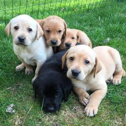 Labrador Retrievers from Chasin A Dream Labradors