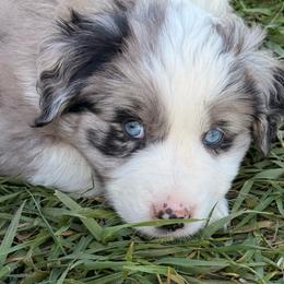 Budge - Blue merle male Miniature Australian Shepherd puppy in Bronson, Iowa from Crazy Acres Aussies
