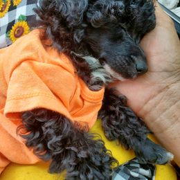 Poodle Puppies from Joanies Poodles