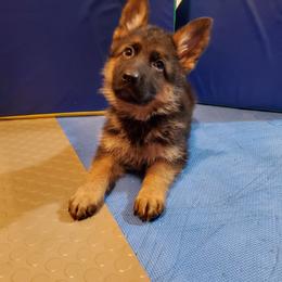 German Shepherd Puppies from Shield Kennels