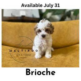 Brioche - Cafe au lait Maltipoo puppy in Weatherford, Texas from Aprishew Maltipoo