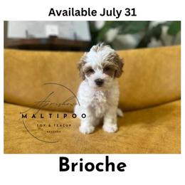 Brioche - Cafe au lait Maltipoo puppy in Weatherford, Texas from Aprishew Maltipoo