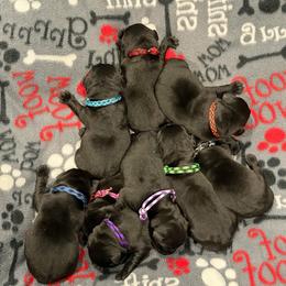 Purple Girl - Black female Labrador Retriever puppy in Colorado from Albrecht Farms Labrador Retrievers