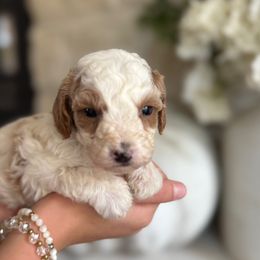 Cavapoochon Puppies from Doodles by design