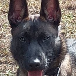 Belgian Malinois from Gregory's Belgian Malinois