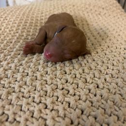 Noelle (light blue collar) - Red  female Goldendoodle puppy in Easley, South Carolina from Pawmetto Goldendoodles