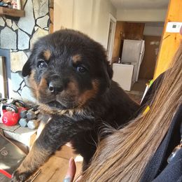 Utah Jazzmine's The Mailman - Black and mahogany male Rottweiler puppy in Salt Lake City, Utah from Snubnose Rottweilers LLC