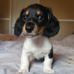 AKC Jersey Mike - Piebald male Dachshund puppy in Geneva, Florida from TGIF Doxies