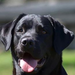 Labrador Retrievers from Tanzy Labradors