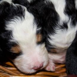 Female - Tri-color female Bernedoodle puppy in Belgreen, Alabama from Scott’s Farm Poodles and Doodles