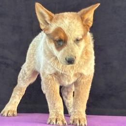 L65-01 - Red speckled male Australian Cattle Dog puppy in Sheridan, Oregon from 6pk Cattledogs