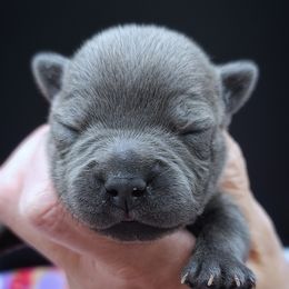 Nutmeg - Blue male Staffordshire Bull Terrier puppy in Dallas, Texas from Wild Blue Staffords