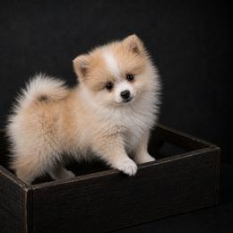 Kevin - Wolf sable male Pomsky puppy in Amarillo, Texas from Pom Pom Pomskies