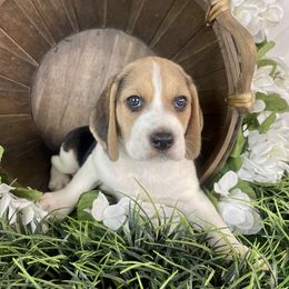 Pluto - Black tan and white Beagle puppy in Katy, Texas from Houston’s Howlin’ Hounds