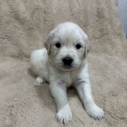 Lorelei - Light golden female Golden Retriever puppy in North Highlands, California from The Purrfectpups