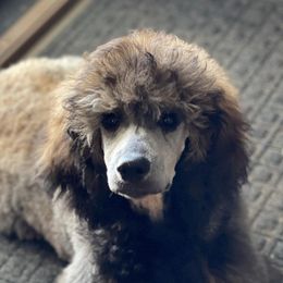 Poodles from Queen Amidala Poodles LLC