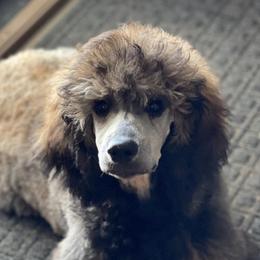 Poodles from Queen Amidala Poodles LLC