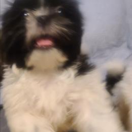 Boy 1 - Black and white male Shih Tzu puppy in Belleville, Michigan from Patricia's Heavenly Earth Angels