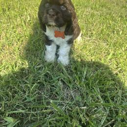 American Corgi, Basset Hound, and Cocker Spaniel Puppies from Oak Hollow Farms