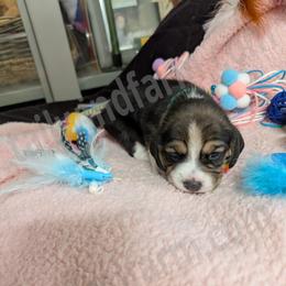 Green - Black tan and white male Beagle puppy in Vallejo, California from Tailwindfarm