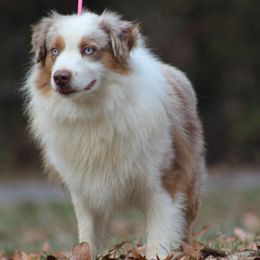 Cowboy Max - Australian Shepherd