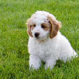 Happy - male Australian Mountain Doodle puppy in Decatur, Illinois from Signature Doodles