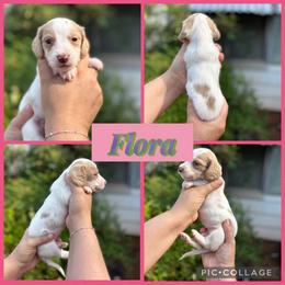 Flora - Piebald female Dachshund puppy in Wichita Falls, Texas from Long Dogs in The Falls