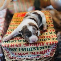 Trix x Lassie - Girl 3 - Sable merle - Sable merle female Border Collie puppy in Minden, Iowa from Rocking N Registered Border Collies & Labradors