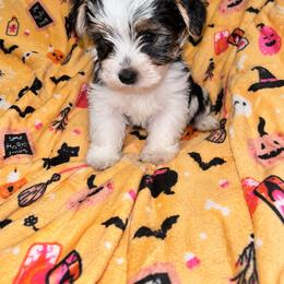 Parti Swiper - Parti male Yorkipoo puppy in Gastonia, North Carolina from Banks Dynasty Kennel