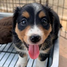 Willow's Aussie-Doxie Girl 3 - Black and tan female Dachshund puppy in Burkesville, Kentucky from Bline’s Awesome Aussies, Aussiedoodles & Doxies at the Bline Family Farm