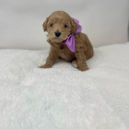 Maltipoo Puppies from Piper N Penny
