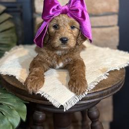 Goldendoodle All Grown Up from Hollywood Doodles