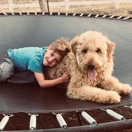 Rex - Goldendoodle