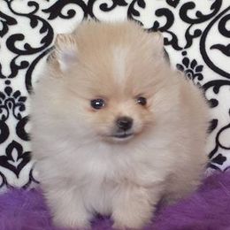 Pomeranians from Mariotti Pomeranians