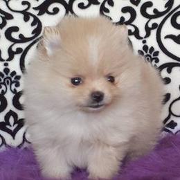 Pomeranians from Mariotti Pomeranians