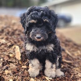 Bernedoodle Puppies from Whispering Aspen Homestead