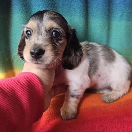 Dachshund Puppies from Pure Joy Dachshunds